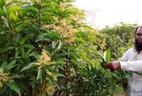 থাই বারোমাসি আমাচাষে রীতিমতো বিপ্লব ঘটালেন আবুল কাশেম!