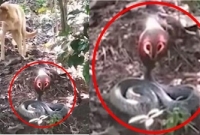 কেউটে সাপের ফণায় আগুনের আভা! 