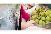 শিশুকে আঙ্গুর খাইয়েছিলেন মা; তারপর যা ঘটলো তা পড়লে গায়ে কাঁটা দেবে আপনার!