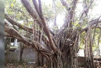 ভূত চতুর্দশীর রাতে আসানসোলের এই গাছে ঘটে অবিশ্বাস্য ঘটনা!