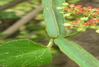    যে ওষুধী গাছ খুব দ্রুত ভাঙা হাড় জোড়া লাগায়
