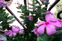 এই গাছটি ডায়াবেটিস নিয়ন্ত্রণের মহৌষধ! নিজে জানুন, অপরকে জানিয়ে দিন