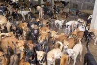 হোটেলের পথে ১১০০ কেজি কুকুরের মাংস উদ্ধার!