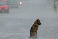  দুর্ঘটনায় মৃত মালিক, ঘটনাস্থলে ৮০ দিন ধরে কান্নাকাটি করছে পোষ্য কুকুরটি!