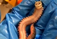 পোকার হাসির ভিডিও ঘিরে শোরগোল, আসল রহস্যটা কী?