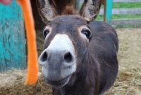 গান গাইছে গাধা, ভাইরাল ভিডিও!