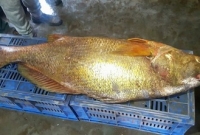 পাঁচ ফুট দৈর্ঘ্যের এই মাছের ওজন ৩৭ কেজি, দাম ৯ লাখ টাকা!