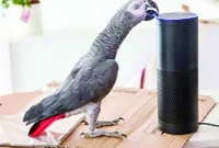 মালিকের অজান্তেই পণ্যের অর্ডার দিল তোতাপাখি!