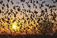 যে গ্রামে প্রতিবছর ঝাঁকে ঝাঁকে হাজার হাজার পাখি আত্মহত্যা করতে আসে কারণ...