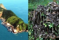 ব্রাজিলের যে রহস্যময় দ্বীপে গেলে মৃত্যু নিশ্চিত!