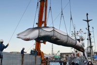 যে কারণে তিমি শিকার শুরু করছে জাপান