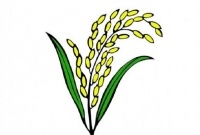 'ধানের শীষ' স্লোগান দিতে দিতেই বৃদ্ধের মৃত্যু