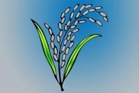 চাঁপাইনবাবগঞ্জের ২টি আসনে ধানের শীষের জয়