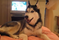 কুকুরের মুখে ‘আই লাভ ইউ’!