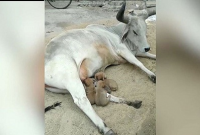 মা মরা কুকুরছানাদের গরুর দুধ খাওয়ার ভিডিও ভাইরাল!