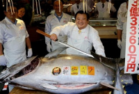 ৩১ লাখ ডলারে বিক্রি হলো এই মাছটি!