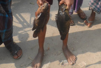  এক কৈ এক কেজি!