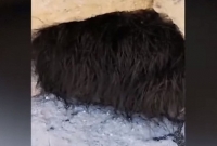 গুহায় অজানা লোমশ জন্তু, কিন্তু খোঁচা দিতেই অন্য কাণ্ড