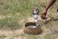 ভুল লোককে কামড়েছে, হাসপাতালে গিয়ে টের পেল সাপ!