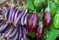 বেগুনের কেজি মাত্র দুই-তিন টাকা! 