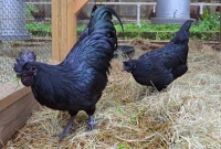 যে মুরগির পালক থেকে হাড়-মাংস সবই কালো কিন্তু দাম...!