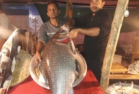  ৬০ কেজি ওজনের কাতল মাছটির দাম এক লাখ ২০ হাজার টাকা