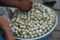 কেন এতো উপকারী কোয়েল পাখির ডিম?