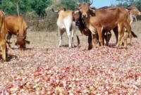 ভারতে পেঁয়াজ এখন গরুর খাদ্য!