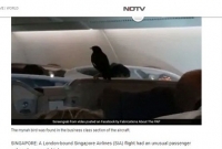 উড়ন্ত প্লেনে ঢুকে গেলো ময়না পাখি!