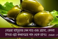 অলিভ অয়েল সম্পর্কে আল কোরআন ও হাদিস যা বলে