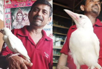  ধরা পড়লো ধবধবে সাদা রংয়ের কাক! সোশ্যাল মিডিয়ায় ভাইরাল!