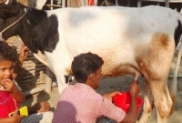 প্রসব ছাড়াই দিনে ৩ লিটার দুধ দিচ্ছে ১৪ মাসের বাছুর!