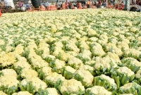 প্রতি পিস ফুলকপি ১ টাকা, বাঁধাকপি ২ টাকা!