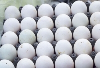 নকল ডিম চেনার উপায়