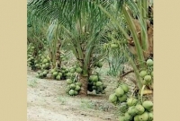 নতুন উদ্ভাবিত খাটো জাতের 'ম্যাজিক নারিকেল' 