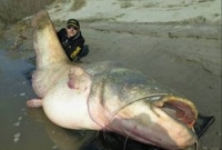 নদীর পানিতে মাদক, নেশাগ্রস্থ মাছ!