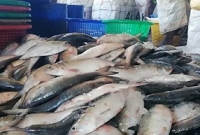 জেলেদের জালে ধরা পড়ছে ঝাঁকে ঝাঁকে ইলিশ