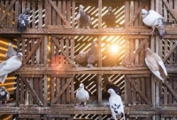 কবুতরের বিষ্ঠা যখন মৃত্যুর কারণ!