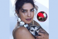 প্রিয়াঙ্কার কুকুরের শীত পোশাকের দাম ৩৬ লাখ!