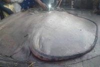 ভোলায় জেলেদের জালে ধরা পড়ল দুই মণ ওজনের বিশাল মাছ! ভোলায় জেলেদের জালে ধরা পড়ল দুই মণ ওজনের বিশাল মাছ!