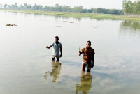 প্রকৌশলীর একটি ভুলে পানির নিচে ৫০ একর বোরো চারা!