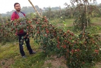 দেশের মাটিতে বিদেশী ফল, মোটা অঙ্কের লাভের আশা!