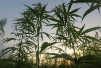 বিনামূল্যে গাঁজা পাচ্ছেন সরকারি চাকরিজীবীরা!