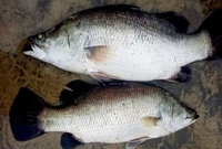  প্রধানমন্ত্রীর কথা বলে পুলিশের কেনা মাছ নিয়ে গেলেন মেয়র!