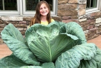 চতুর্থ শ্রেণি ছাত্রীর ফলানো দৈত্যাকার বাঁধাকপি, দাম ৮৩ হাজার টাকা!