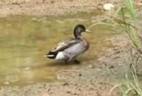 হাঁসের মৃত্যুতে নিউজিল্যান্ডে সংসদে শোক প্রকাশ!