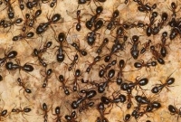 আশ্চর্জজনকভাবে একদল বিষাক্ত পিঁপড়ার আক্রমণে দৌড়ে পালালো ‘ধর্ষক’, বেঁচে গেল কিশোরী