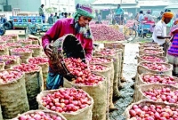 দাম তলানিতে, কৃষক ক্ষেত থেকেই আলু তুলছে না!
