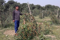 বরই চাষে ভাগ্য বদলালো এই যুবকের!   