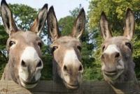 চীনে প্রথম পর্যায়ে দুর্বল গাধাদের রপ্তানি করবে পাকিস্তান